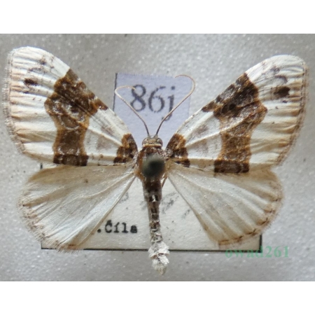 Cosmorhoe ocellata (Linnaeus, 1758) Paśnik dwuziernik Czech86j